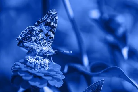Close-up macro of blue butterfly Stock Photos