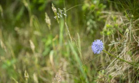 Close up macro of blue cornflower Stock Photos