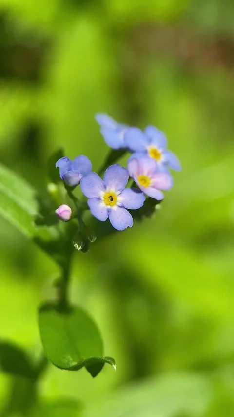 Close-up macro blue forget-me-not flower, forest plants, botany, garden plants Stock Footage 246590684