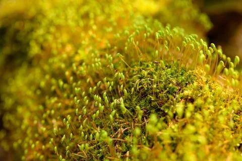 Close-up macro of bright yellow and green moss seed heads with an isolated depth Stock Photos