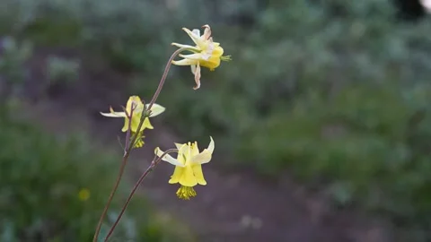 Close-up macro of bright yellow Golden Columbine (Aquilegia chrysantha) flower Stock Footage 279097224