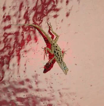 Close Up Macro of Brown Anole Lizard on Textured Red glass Stock Photos
