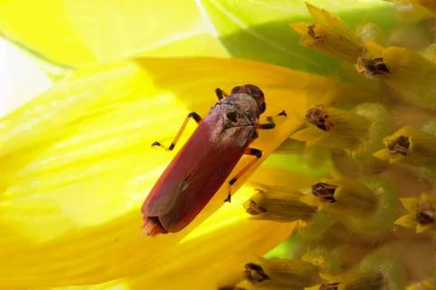 Close up macro of bug on sunflower Stock Photos