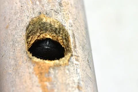 Close up macro bumble bee in bamboo nest in danger. Stock Photos