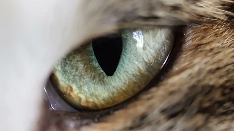 Close up macro cats eye iris contracting, animal instincts 스톡 동영상 86126853