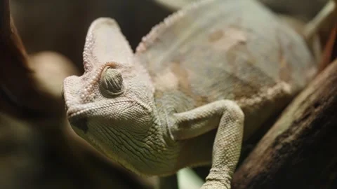 Close-up macro of a chameleon perched on a branch, showcasing textured scales, a Stock Footage 327326034