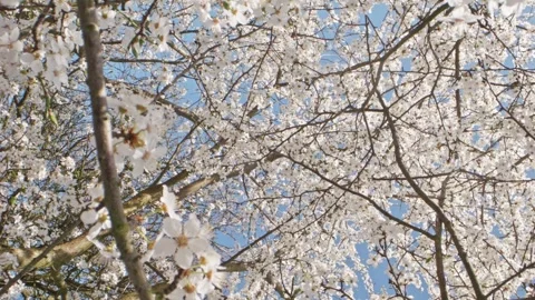 Close-up macro of cherry buds and flowers with flying bees, captured on a s.. Stock Footage 305825482