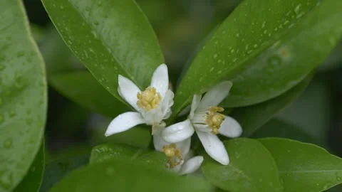 Close-up macro of Citrus sinensis blooming flower on branch during rain. Orange Stock-Footage 332837613