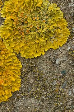 Close up macro Common orange lichen. yellow lichen on concrete. Xanthoria par Stock Photos