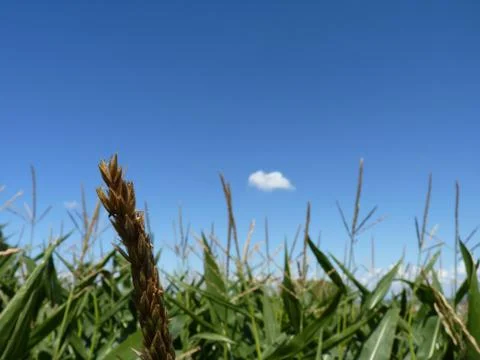 Close Up Macro of Corn Cob on Sky and Field Background Stock Photos