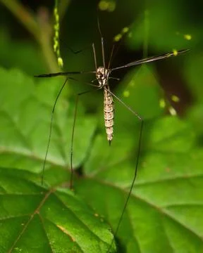 Close-up macro of a crane fly with extremely long legs resting on a green lea 스톡 사진