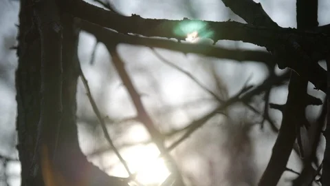 Close up macro creepy leafless tree blurry Vídeos de archivo 104806770