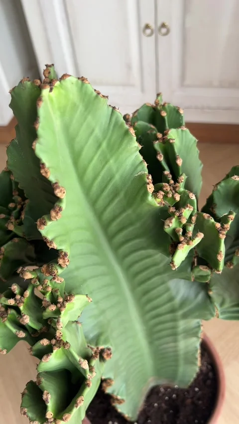 Close up macro of crested cowboy cactus euphorbia plant in bright home interior Stock-Footage 345982273
