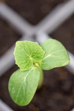 Close up macro cucumber leafs nursery garden Stock Photos