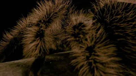 Close up macro curly haired tarantula Stock Footage 171139545