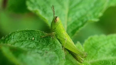 Close-Up Macro of a Cute Little Grasshopper on a Leaf Stock Footage 231368669