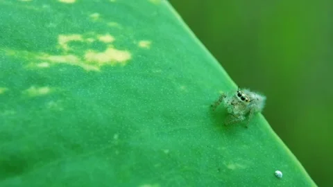 Close-Up Macro of Cute Little Spider on a Leaf Stock Footage 231368611