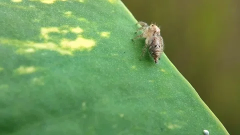 Close-Up Macro of Cute Little Spider on a Leaf Stock Footage 231368675