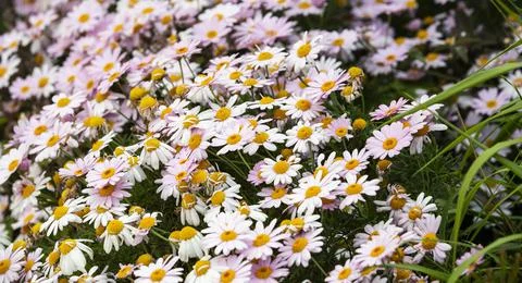 Close up macro of daisy flowers Stock Photos