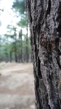 Close-up macro of dark gray tree bark texture, forest path bokeh soft. Stock Photos