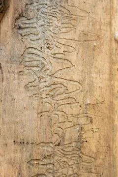 Close up macro of dead tree trunk damaged by insect. Stock Photos
