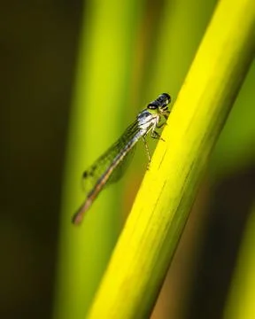 Close-up macro of a delicate damselfly perched on a bright yellow-green gra.. 스톡 사진