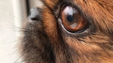 CLOSE UP MACRO DEPTH OF FIELD: Detail of dog's nose,eyes and mouth. 4K receptors Video stock 85672178