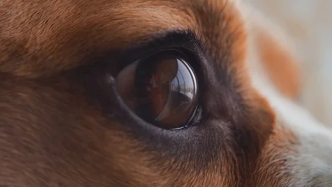 Close-up macro depth of field: details of the dog's eyes, nose. dog Beagle eye Stock Footage 113008038