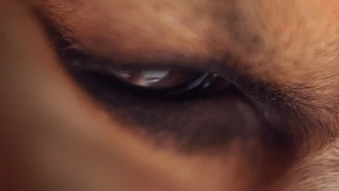 Close-up macro depth of field: details of the eyes of a sleeping dog that sleeps Stock Footage 113008115