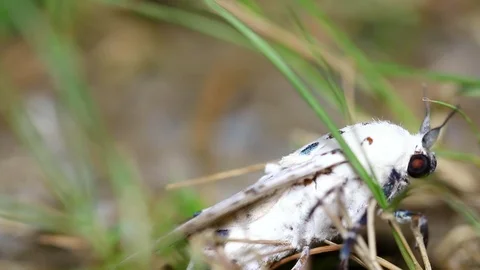 Close up macro depth of field one species of moths Stock Footage 115976202