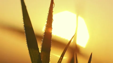 Close up macro details, dew drops on grass,big sun sunrise Stock Footage