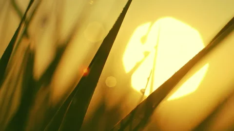 Close up macro details, dew drops on grass,big sun sunrise Stock Footage 49066003