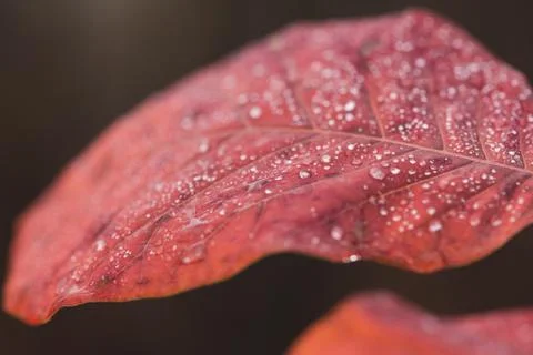 Close up macro of dew at leaf Stock Photos