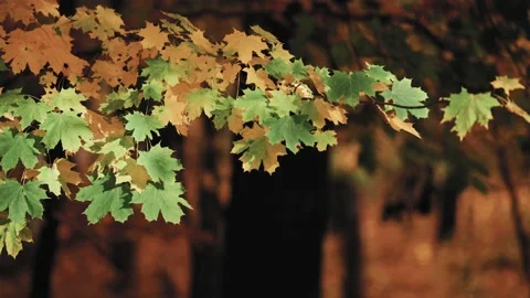 A close-up macro dolly shot of the bright green and yellow maple tree Video stock 166304416