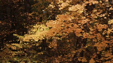 A close-up macro dolly shot of the colorful maple tree leaves. Stock-Footage 166304462