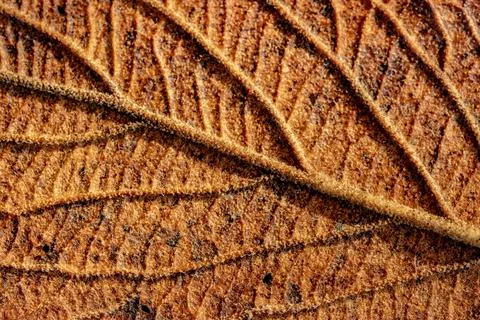 Close-up macro of a dried leaf pattern -great match for backgrounds Foto stock