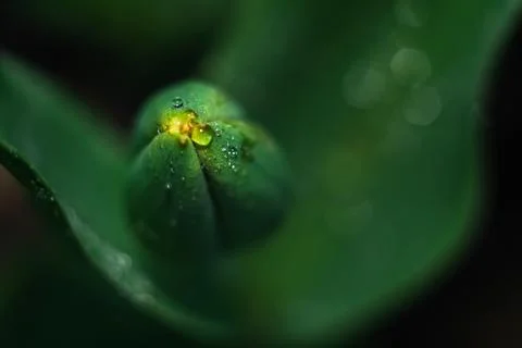 Close-up of a macro drop on an unopened tulip. Stock Photos