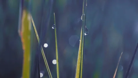 Close-up, Macro Drops on the Grass Stock Footage 98513603