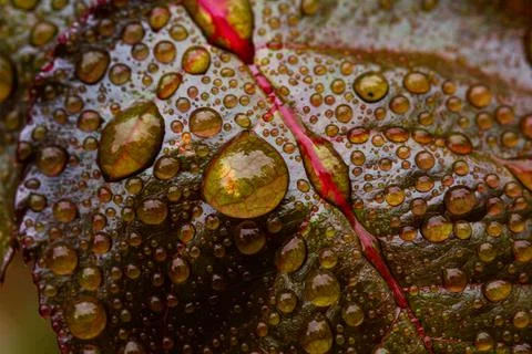 Close up macro drops on leaf, horizontal orientation Stock Photos
