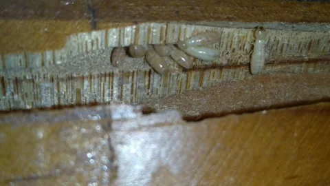 Close up macro Drywood termites. Video stock 140071178