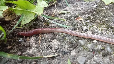 Close-Up Macro of Earthworm Wriggling in Soil Video. Stock Footage 344879991