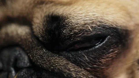 Close-up macro of eye of pug dog falls asleep Stock Footage 98737230