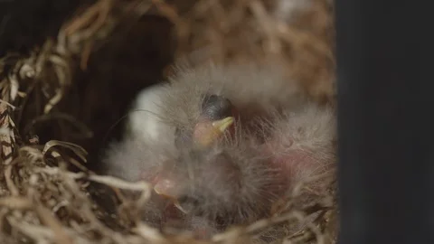 Close up macro of finch hatchlings Stock Footage 130143561
