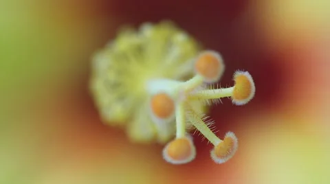 Close up Macro of flower Stock Footage 52971735