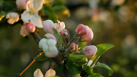 Close-up, macro flowers and buds, floral background. Stock Footage 131398880