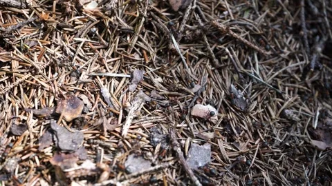 Close-up macro footage of ants bustling in their anthill Stock Footage 279946151