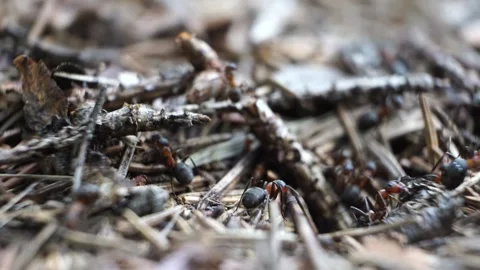 Close-up macro footage of ants bustling in their anthill Stock Footage 279946358