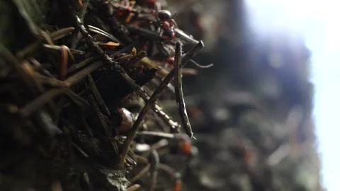 Close-up macro footage of ants bustling in their anthill Stock Footage 279946359