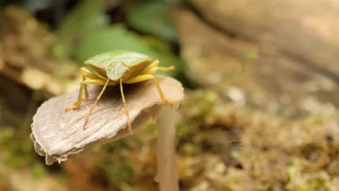 Close-up macro footage of a green shield bug nymph (Palomena prasina Stockbeeldmateriaal 331027219