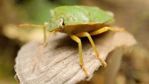 Close-up macro footage of a green shield bug nymph (Palomena prasina) Stock Footage 331027256